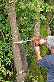 Removing bark of a maple in a garden