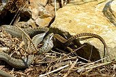 Smooth snake eating a lizard walls - France