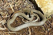 Smooth snake eating a lizard walls - France