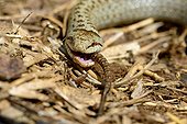Smooth snake eating a lizard walls - France