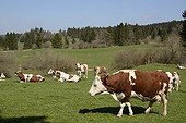 Montbéliarde Cows in a meadow - France 
