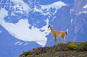 Guanaco on rocks - Torres del Paine Chile