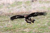 Golden Eagle in flight above the ground in winter - France