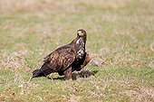 Golden Eagle on the ground in winter - France