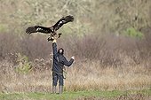 Falconer and Golden eagle in winter - Sologne France