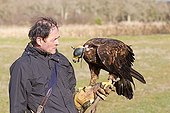Falconer and Golden eagle in winter - Sologne France