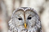 Portrait of Ural Owl - Sologne France