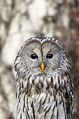 Portrait of Ural Owl - Sologne France