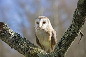 Barn Owl on a branch - Sologne France