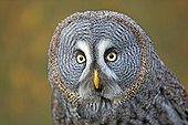 Portrait of Great Grey Owl - Sologne France