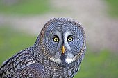 Portrait of Great Grey Owl - Sologne France