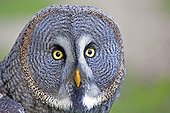 Portrait of Great Grey Owl - Sologne France