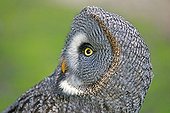 Portrait of Great Grey Owl - Sologne France