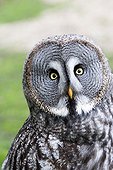 Portrait of Great Grey Owl - Sologne France