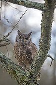 Spotted Eagle-Owl on a branch - Sologne France 