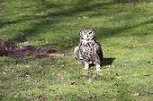 Great Horned Owl on ground - Sologne France 