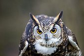 Portrait of  Cape Eagle-Owl  - Sologne France 