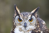 Portrait of  Cape Eagle-Owl  - Sologne France 