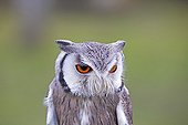 Portrait of  White-faced Scops Owl  - Sologne France 