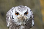 Portrait of  White-faced Scops Owl  - Sologne France 