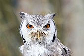 Portrait of  White-faced Scops Owl  - Sologne France 