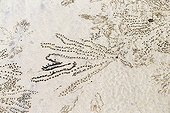 Traces of crab sand at low tide - Malaysia Bako 