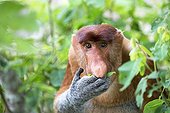 Portrait of Proboscis monkey eating in forest -Malaysia Bako