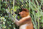 Proboscis monkey eating in forest -Malaysia Bako