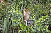 Proboscis monkey eating in forest -Malaysia Bako