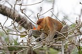 Proboscis monkey on a branch in forest -Malaysia Bako