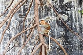 Proboscis monkey on a branch in front of a cliff - Malaysia Bako