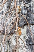 Proboscis monkey on branch in front of a cliff - Malaysia Bako