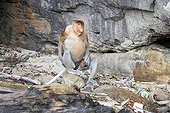 Proboscis monkey sitting at the foot of a cliff - Malaysia Bako