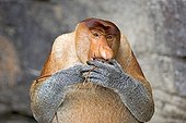 Proboscis monkey at the foot of a cliff - Malaysia Bako