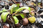 Flask-shaped Pitcher Plant in forest - Malaysia Bako