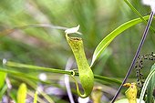 Pitcher Plant in forest - Malaysia Bako
