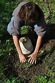 Weeding of field bindweed by confinement under bucket