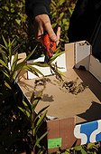 Cutting of Canada goldenrod inflorescences in a garden