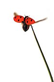 7 points ladybug flying a Sedge rod on white background
