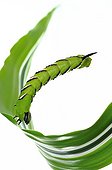 Privet Hawk-moth caterpillar balance on white background