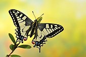Swallowtail Butterfly on a branch Hebe - France 