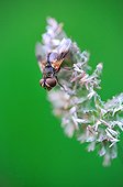 Diptera on inflorescence purple - France