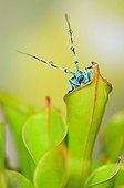 Blue beetle on urn carnivorous plant 
