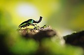 Green stag beetle in a sunbeam 