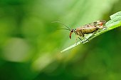 Scorpion fly on leaf  - France 