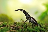 Stag beetle on moss - France