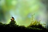 White-lip Gardensnail on Moss - France 