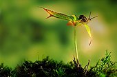 White-lip Gardensnail on wild Geranium shoot - France 