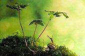 White-lip Gardensnail on moss and wild Geranium - France 