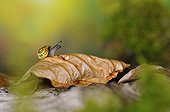 White-lip Gardensnail on dead leaf - France 